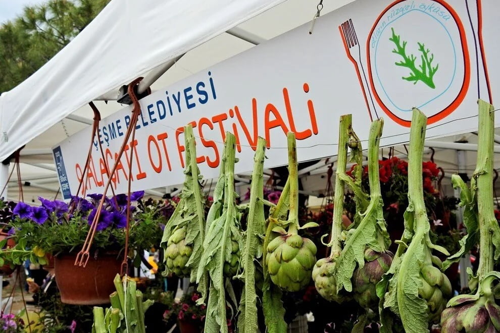 alacati ot festivali nasil oluyor